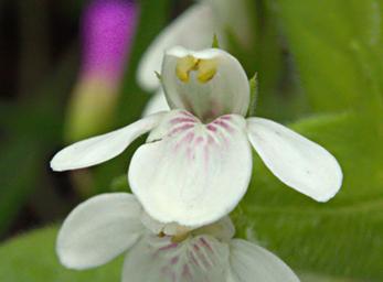 Lobelia Angolensis