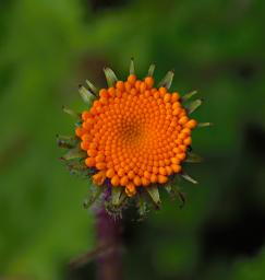 Flower Xxx Orange