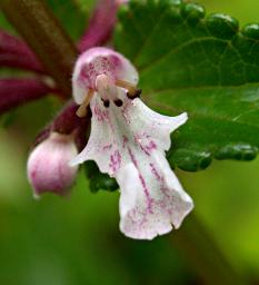 Stachys simplex