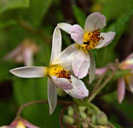 Flower Xxx White Yellow
