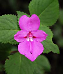 Flower Xxx Magenta