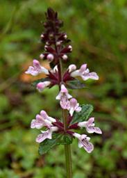 Stachys simplex