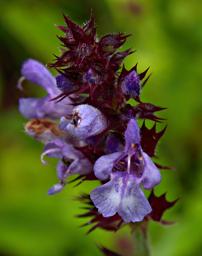Flower Xxx Blue