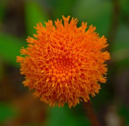 Flower Xxx Orange
