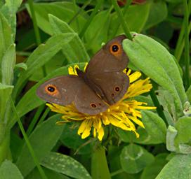 Eyed Ringlet