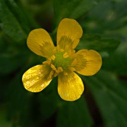 Flower Xxx Yellow
