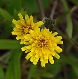Flower Xxx Yellow