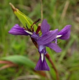 Moraea Schimperi