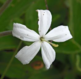Pentas Decora