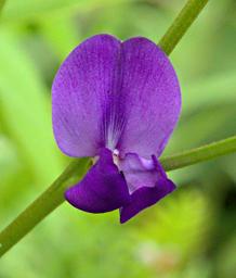 Flower Xxx Purple