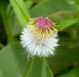 Flower Xxx White