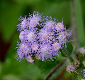 Flower Xxx White Blue
