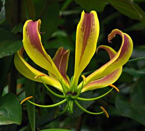 Gloriosa Superba