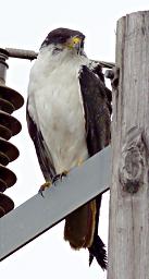 Kitulo Bird Augur Buzzard