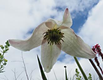 Clematopsis Uhehensis