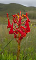 Disa Robusta