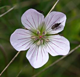 Geranium Arabicum