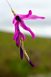Dierama Pendulum