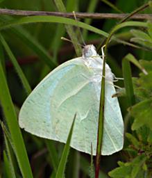 Kitulo Butterfly Xxx White