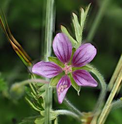 Geranium Arabicum