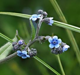 Flower Cynoglossum Amplifolium