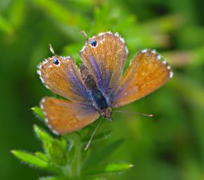 Common Bush Blue