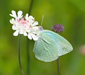 Kitulo Butterfly Blue Vagrant