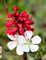 Flower Xxx Red White Duo
