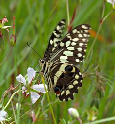 Kitulo Butterfly Citrus Swallowtail