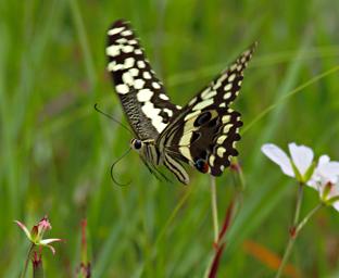 Kitulo Butterfly Citrus Swallowtail