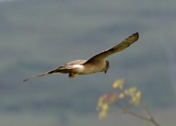 Xxx Hawk