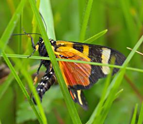 Kitulo Butterfly Xxx Blk Orange