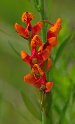 Disa Stolzii