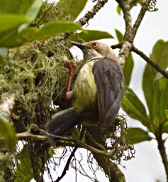 Xxx Greenbul