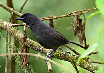 Xxx Kenricks Starling