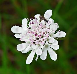 Scabiosa austro-africana