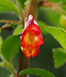 Impatiens Gomphophylla