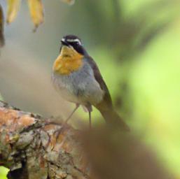 Xxx Whinchat