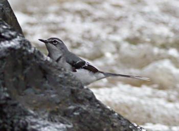 African Pied Wagtail