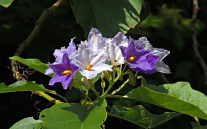 Morogoro Flower Solanum Xxxx P1251631
