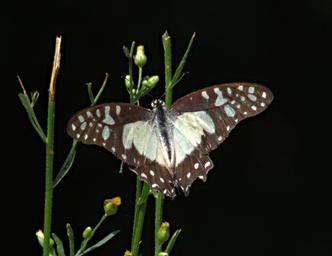Morogoro Butterfly Xxx Black White P1251633