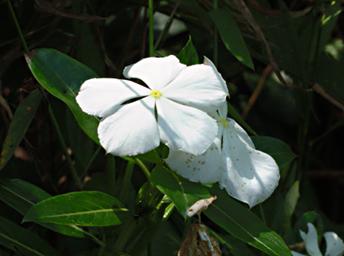 Morogoro Flower Xxx White P1251634