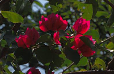 Morogoro Flower Xxx Red P1251635