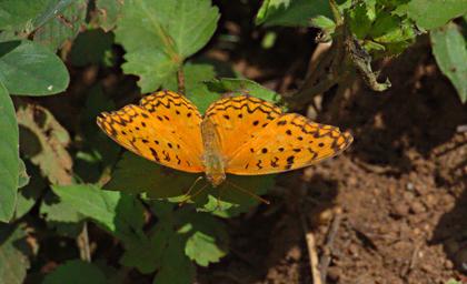 Butterfly Common Leopard Fritillary P1251653