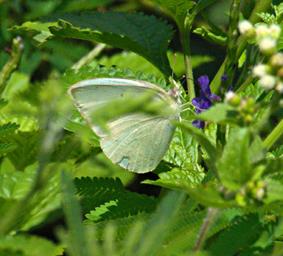 Butterfly Xxx Bush Blue P1251654
