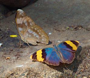 Butterfly Gold Banded Forester P1251706