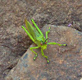 Bug Xxx Green P1251707