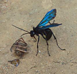 Bug Parasitic Wasp P1251720