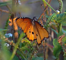 Butterfly African Queen P1292115