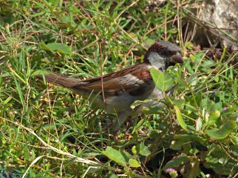 Morogoro Bird House Sparrow P1302130
